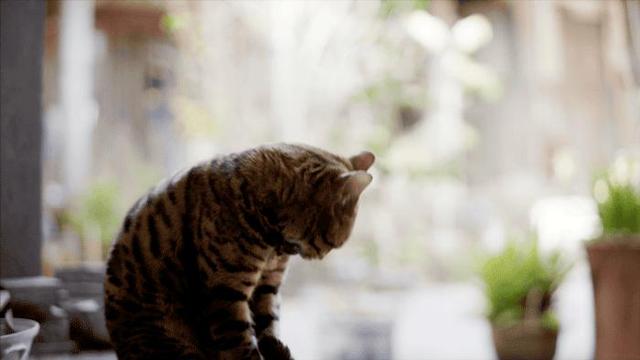 8个好友在福建抱团山居：减少物欲，尝试在山里养育下一代