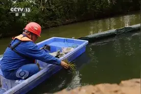 焦点访谈丨从“生态之殇”到秀水泱泱 科技赋能南湖蝶变图片