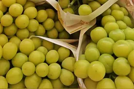 “葡萄中的爱马仕”跌下神坛，苏州地区批发价最低2.5元/斤图片