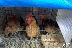 凌晨打鸣白天下蛋叫 合肥一小区内养鸡让居民不堪其扰 辖区城管回应图片