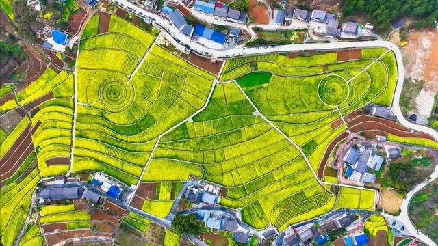 兴山：龙池村千亩油菜花盛放 零碳乡村邀您共赴春日之约