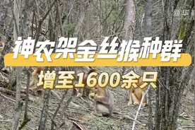 神农架金丝猴种群增至1600余只图片