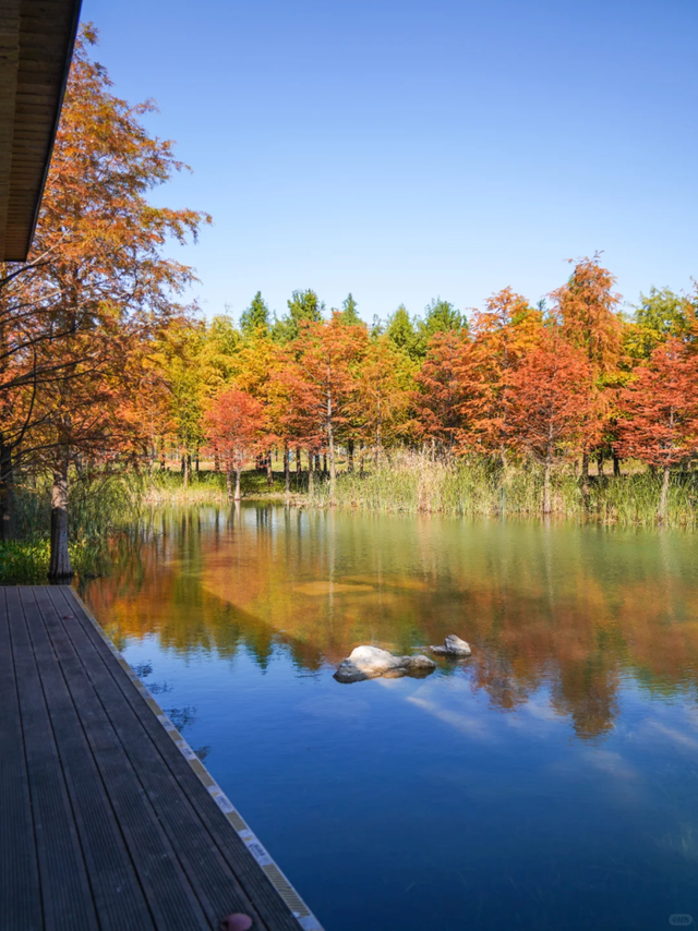 落羽杉红了！在上海发现了免费的阿勒泰同款梦幻秋景→