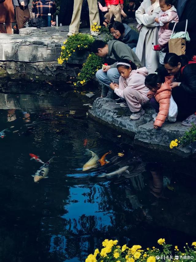 秋高气爽，济南观泉赏菊好时光