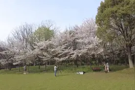 假期赏花冲上热搜，郊外赏景增添野趣图片