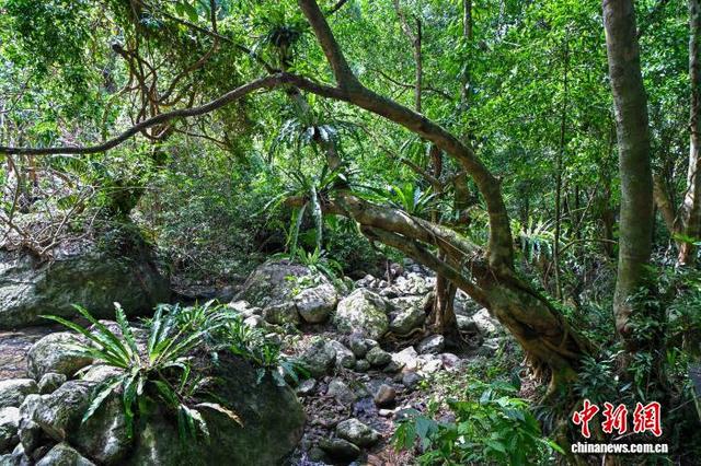 海外华媒海南采访行：热带雨林“森呼吸”，和谐共生多奇观