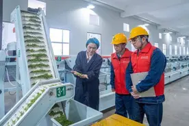 国网绍兴供电公司：AI融合绿色电力，助力春茶开采图片
