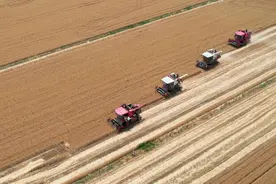 保定414万余亩小麦自南向北大面积开镰图片