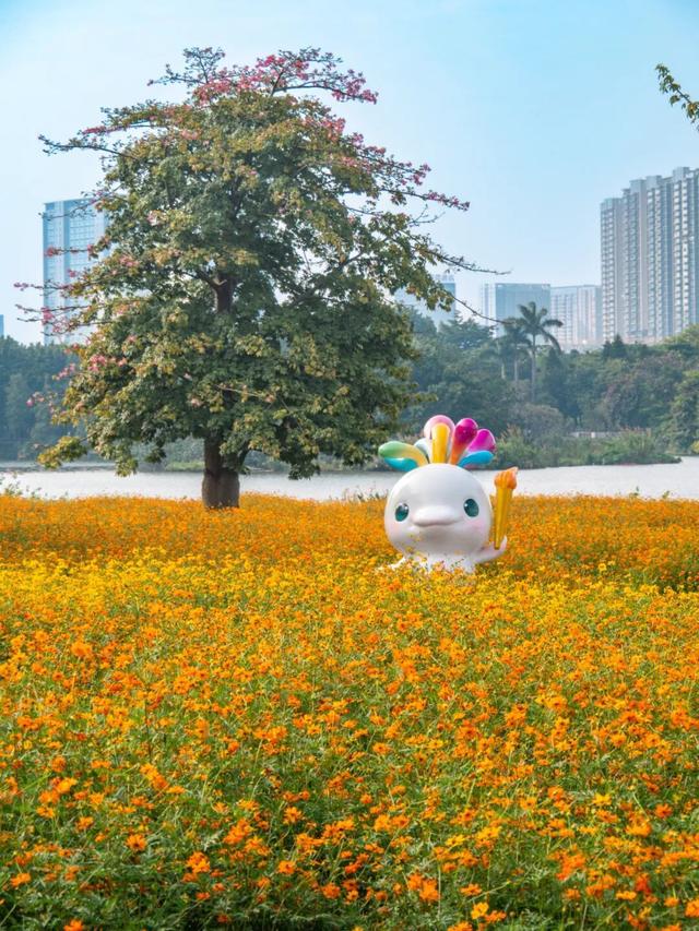 广州市区上万平方米“金色花海”，进入最佳观赏期