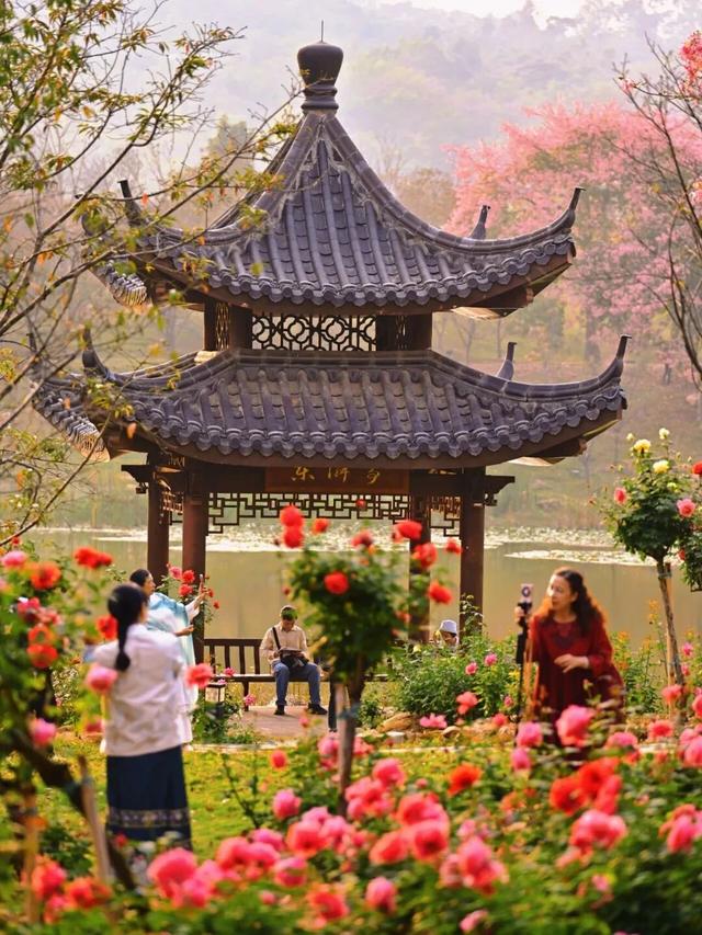 十二月限定浪漫 青秀山双花同绽迎冬韵