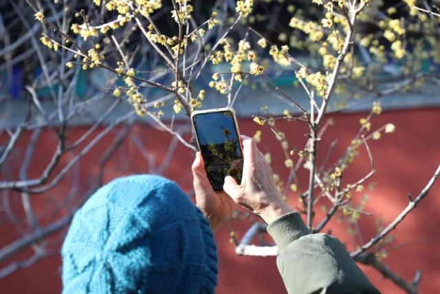 国家植物园卧佛寺内，蜡梅盛放迎新年！古寺红墙美极了