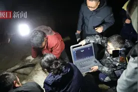 “英雄白马”死于绞肠窄，是常见的马肠道急症图片
