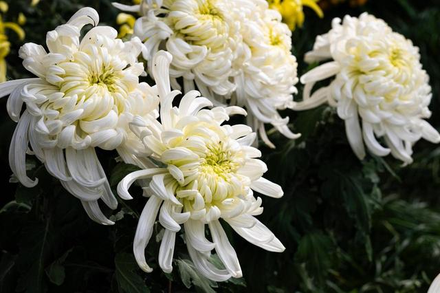 杭州初冬赏花指南，一场别样的“压轴花事”