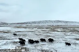 甘肃阿克塞：野生保护动物现身雪域高原图片