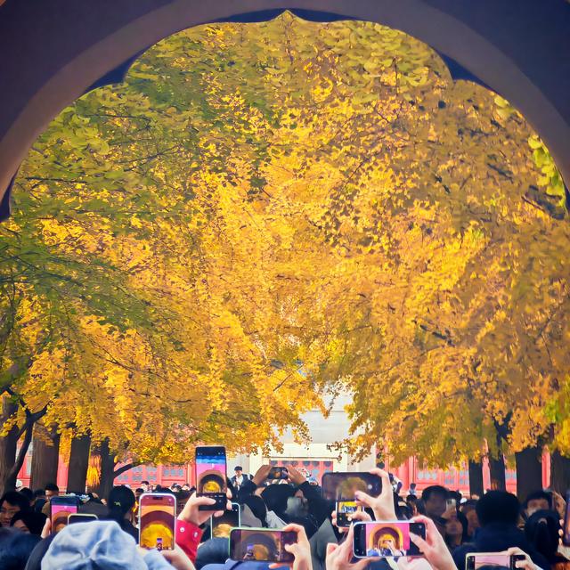 银杏如金！北京秋天真是美极了