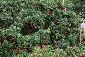 今年荔枝大丰收，荔枝“大小年”谁说了算？图片