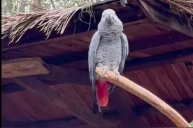 云南野生动物园一灰鹦鹉用脏话“回敬”游客 网友：怎么还骂人！图片