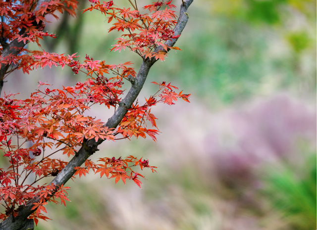 绝美！成都红枫进入最佳观赏期！线路来啦