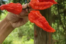 景宁“超级辣椒” 成熟啦  辣度超过朝天椒10多倍图片