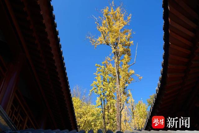南京清凉山上银杏谷，一片金黄成市民打卡地