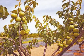 马鞍山雨山区：青梅挂满枝头 解锁“梅”好图景图片