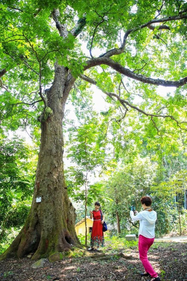 官宣！肇庆将打造一条精品示范带，沿途风光绝美……