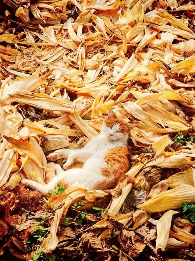 网友不建议推广？来大理，给你“镀层金”