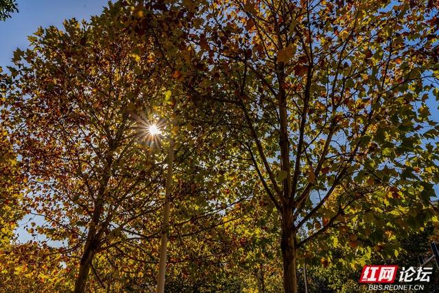 梧桐染晨光，一条路藏尽长沙的温柔