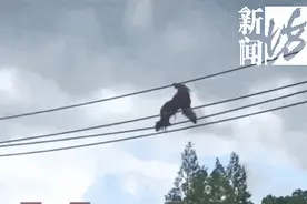 上海野生动物园，一猩猩爬上高空绳索疑似“越狱”？图片