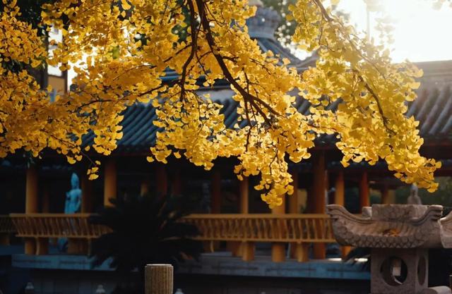 金山这些地方“含金量”满满，再不去等明年…