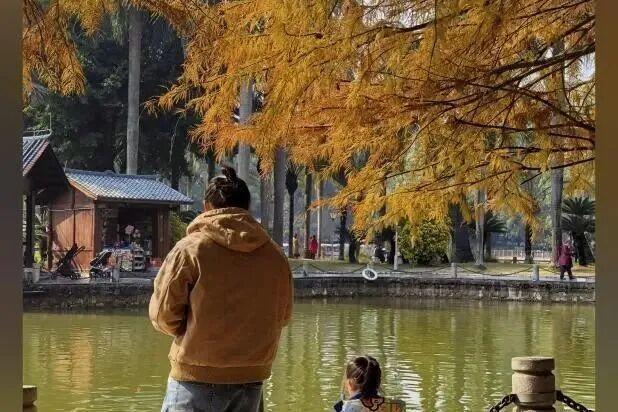 南宁冬日顶流变色了，这几个地方的落羽杉美到失语→