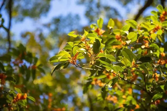 松江秋日限定：一半花海浪漫，一半园林诗意