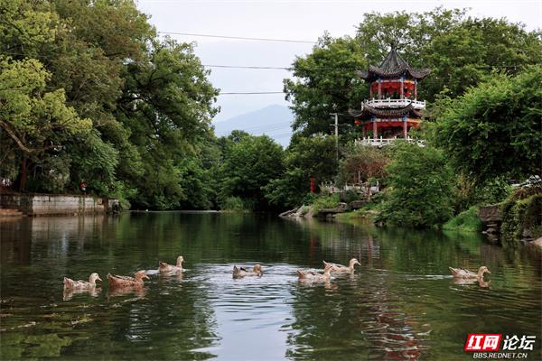 当夏天遇见秀水状元村，连鸭子都过得像画里的神仙