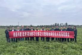 农谷日志｜亩产452.65千克！延津花生产业“生花”图片