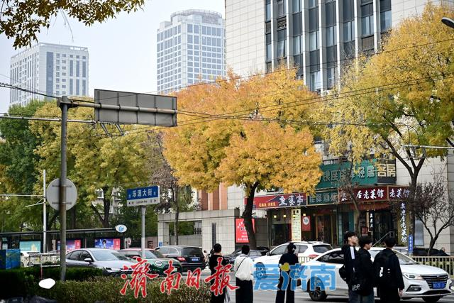 一年四季 泉在济南丨秋风绘金叶 泺源大街展秋日长廊