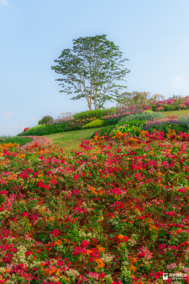 先睹为快！深圳巨型新地标启用，就在明天！