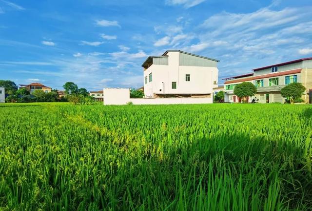 乐游绵阳 清凉一夏 ‖ 又是一年稻花香，游仙这个村庄美成治愈系油画！