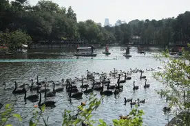 “飞禽大作战”，广州动物园数百只珍禽排队打疫苗图片