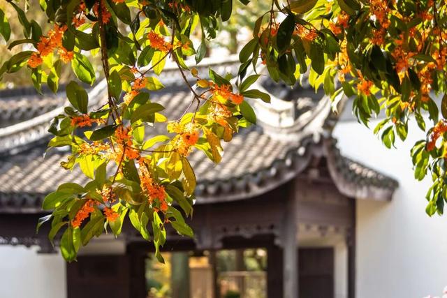 上海赏秋天花板，这波期待值拉满！