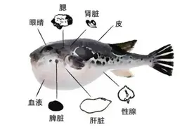 吃这些食物千万要当心，其中一种正当季→图片