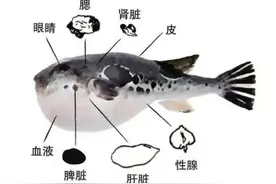 吃这些食物千万要当心，其中一种正当季→图片