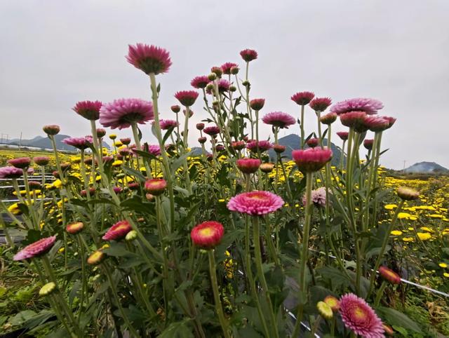 去安顺，赴赏菊之约！