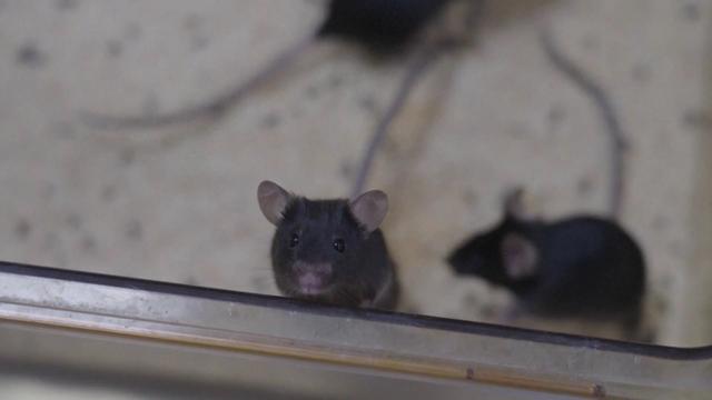 天宫“养鼠”引发生命科学新期待