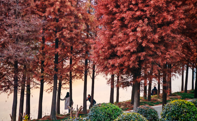 每日一景丨长葛清潩河藏不住了！水杉红透，冬日浪漫值拉满