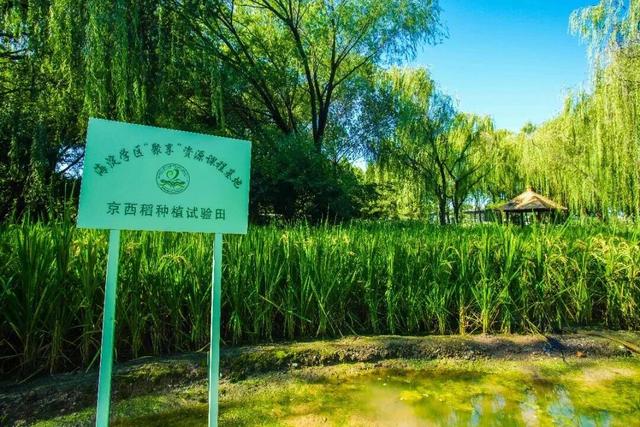 绿了绿了！海淀稻田换“新装”，免费打卡！