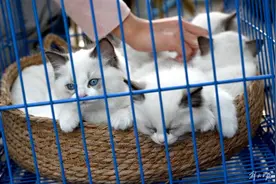 上门帮人“喂猫遛狗”爆火！10多天能收入近万元，有人春节期间接了几十单图片