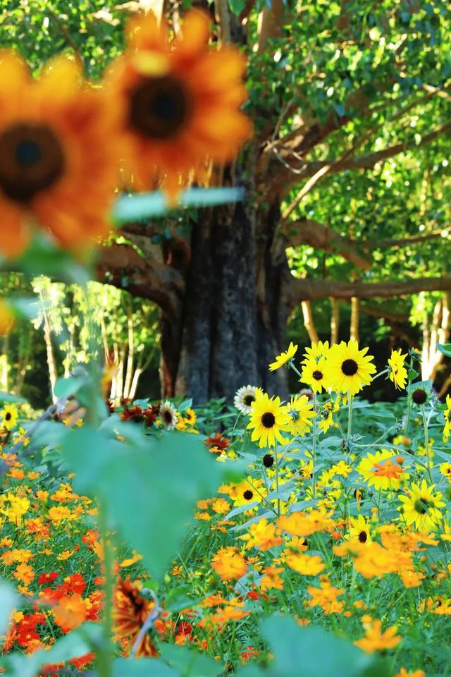 行摄 | 美爆了！秋日花海，限时上映