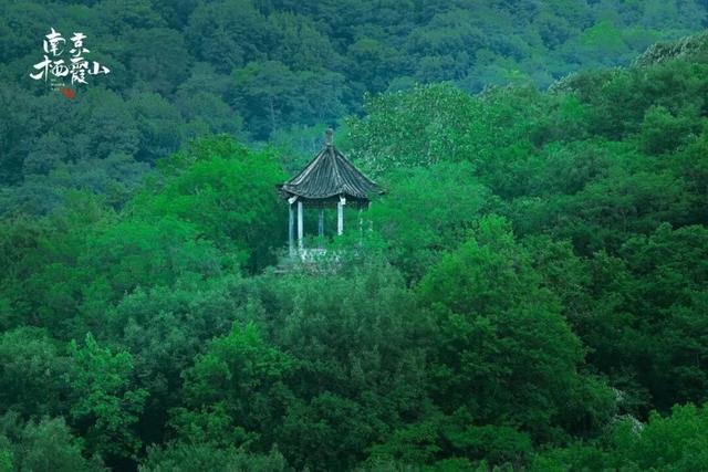 这大概是栖霞山最“野”的一面~