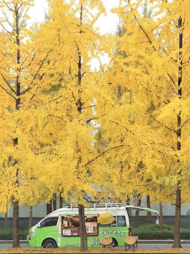 一年一度朋友圈银杏比美时刻，又！来！了！