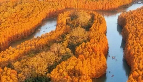 魔都最大水杉林，开始红了！